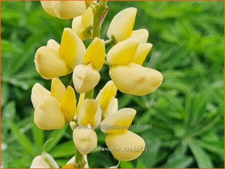 Lupinus 'Chandelier'