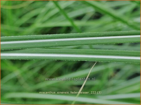 Miscanthus sinensis 'Federweißer' (pot 11 cm)