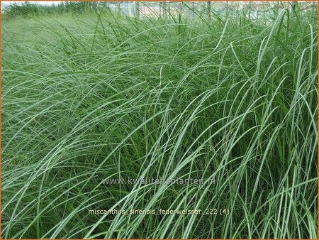 Miscanthus sinensis 'Federweißer' (pot 11 cm)
