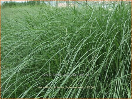 Miscanthus sinensis &#39;Federweißer&#39; (pot 11 cm)