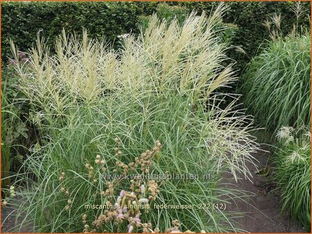 Miscanthus sinensis &#39;Federweißer&#39; (pot 11 cm)