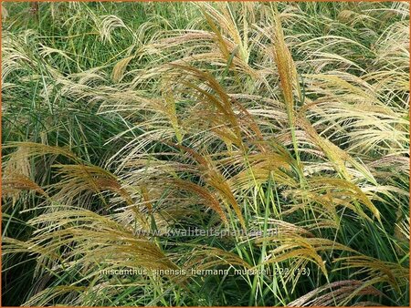 Miscanthus sinensis &#39;Hermann Müssel&#39; (pot 11 cm)