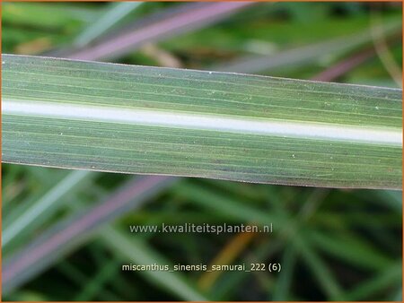 Miscanthus sinensis 'Samurai' (pot 11 cm)