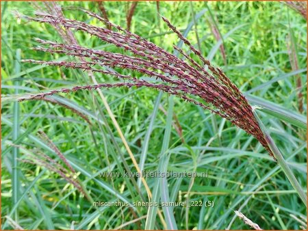 Miscanthus sinensis 'Samurai' (pot 11 cm)