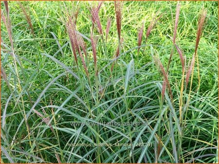 Miscanthus sinensis 'Samurai' (pot 11 cm)