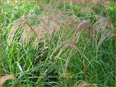 Miscanthus sinensis &#39;Verneigung&#39; (pot 11 cm)