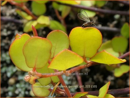 Muehlenbeckia complexa &#39;Golden Girl&#39;