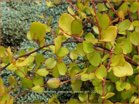 Muehlenbeckia complexa &#39;Golden Girl&#39;