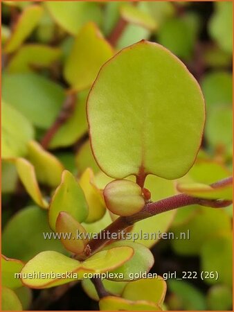 Muehlenbeckia complexa &#39;Golden Girl&#39;