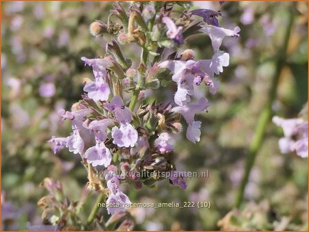 Nepeta racemosa &#39;Amelia&#39;