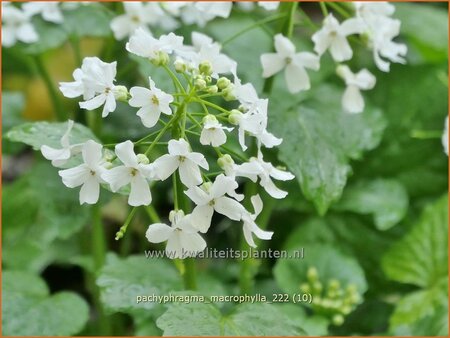 Pachyphragma macrophylla