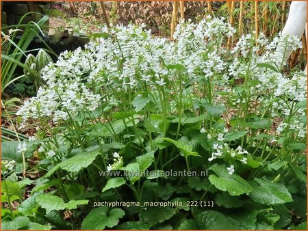 Pachyphragma macrophylla