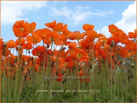 Papaver nudicaule &#39;Pop-up Orange&#39;