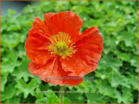 Papaver nudicaule &#39;Pop-up Orange&#39;