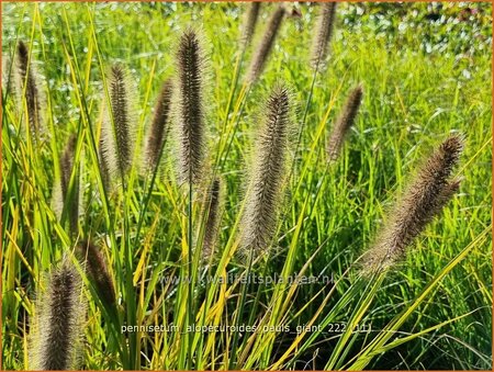 Pennisetum alopecuroides &#39;Pauls Giant&#39;