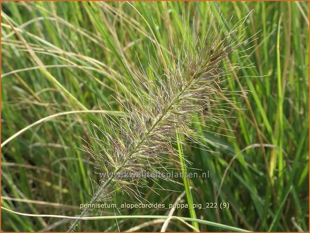 Pennisetum alopecuroides &#39;Peppa Pig&#39;