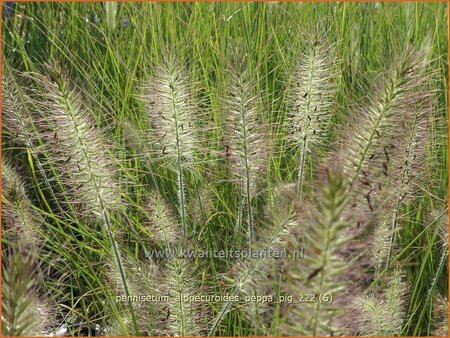 Pennisetum alopecuroides &#39;Peppa Pig&#39;