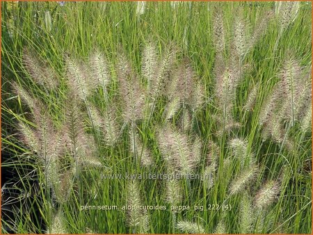 Pennisetum alopecuroides &#39;Peppa Pig&#39;