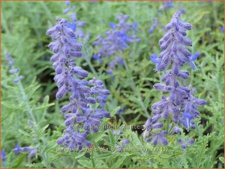 Perovskia atriplicifolia &#39;Blue Jean Baby&#39;