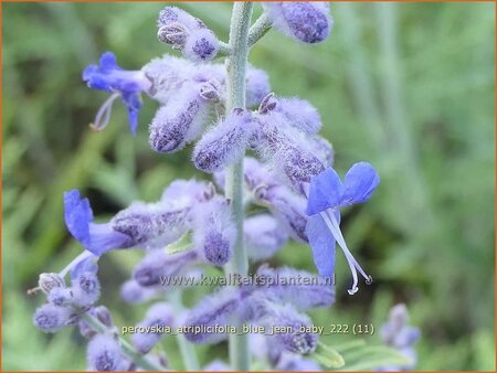 Perovskia atriplicifolia &#39;Blue Jean Baby&#39;