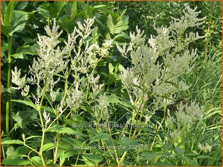 Persicaria polymorpha