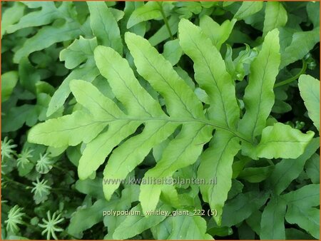 Polypodium &#39;Whitley Giant&#39;