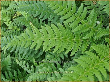 Polystichum aculeatum