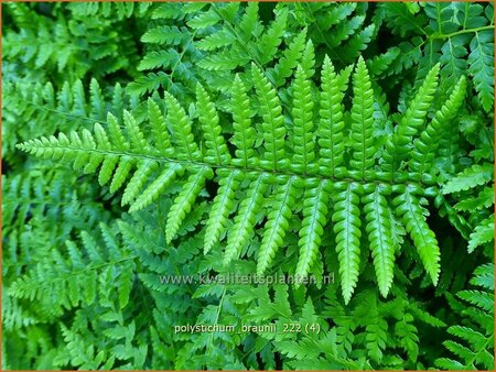 Polystichum braunii