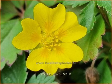 Potentilla crantzii