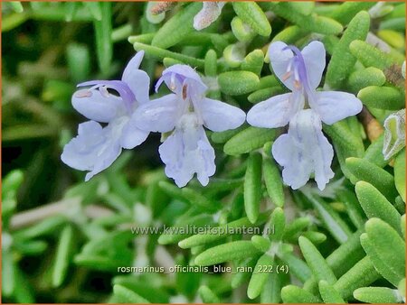 Rosmarinus officinalis &#39;Blue Rain&#39;