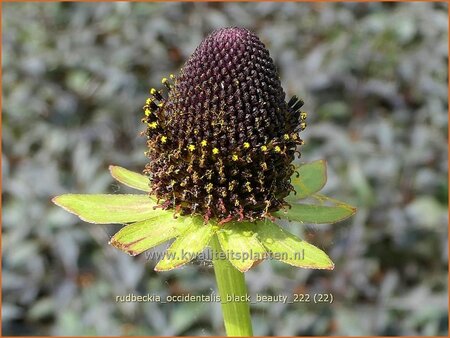 Rudbeckia occidentalis &#39;Black Beauty&#39;