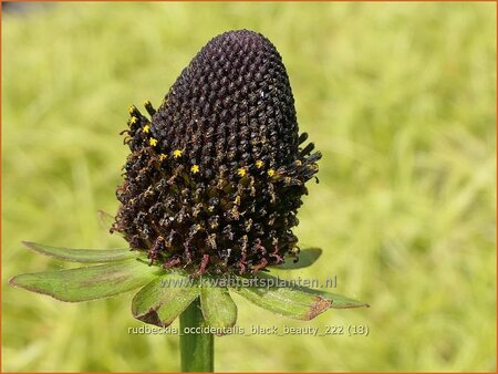 Rudbeckia occidentalis &#39;Black Beauty&#39;