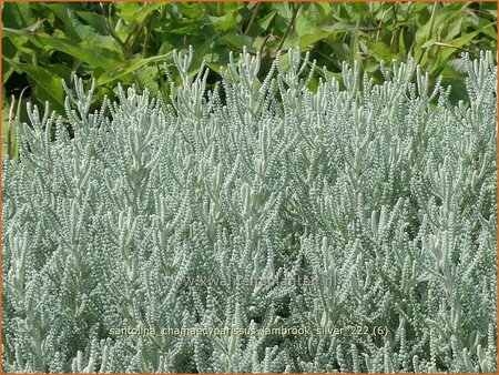 Santolina chamaecyparissus &#39;Lambrook Silver&#39;