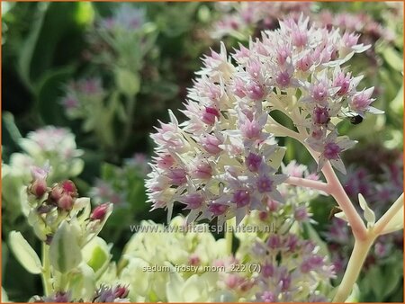 Sedum &#39;Frosty Morn&#39;
