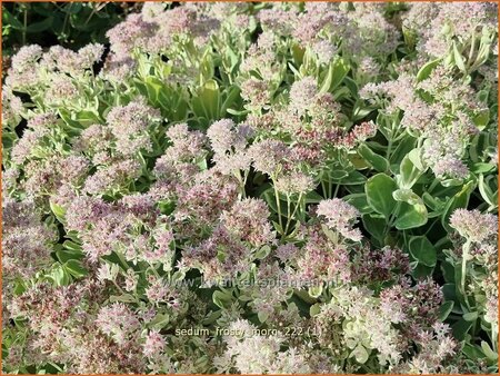 Sedum &#39;Frosty Morn&#39;