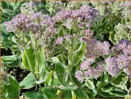 Sedum &#39;Frosty Morn&#39;