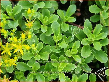 Sedum hybridum &#39;Immergrünchen&#39;