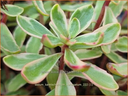 Sedum kamtschaticum &#39;Variegatum&#39;