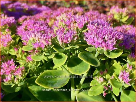 Sedum spectabile 'Carmen'