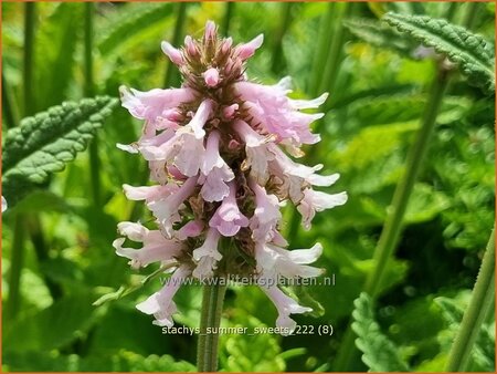 Stachys &#39;Summer Sweets&#39;