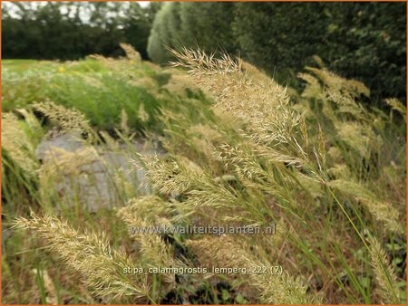 Stipa calamagrostis &#39;Lemperg&#39;