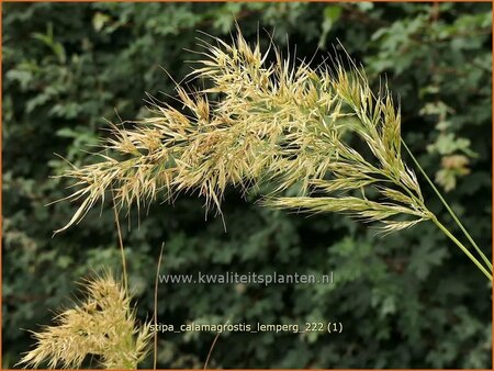 Stipa calamagrostis &#39;Lemperg&#39;