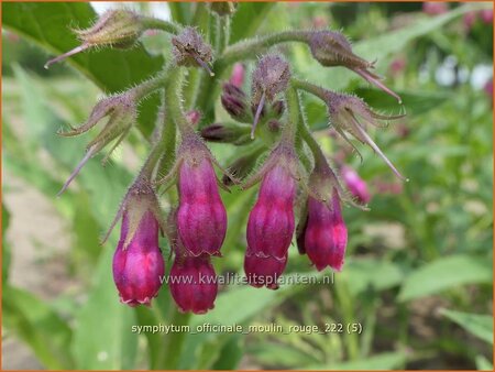 Symphytum officinale &#39;Moulin Rouge&#39;