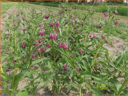 Symphytum officinale &#39;Moulin Rouge&#39;