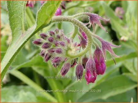 Symphytum officinale &#39;Moulin Rouge&#39;