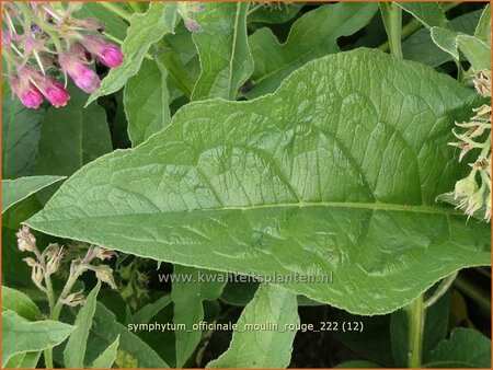 Symphytum officinale &#39;Moulin Rouge&#39;