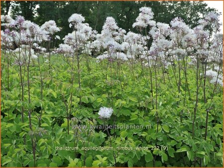 Thalictrum aquilegifolium &#39;Nimbus White&#39;