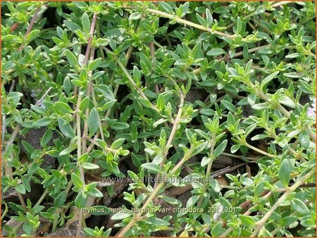 Thymus herba-barona var. citriodora