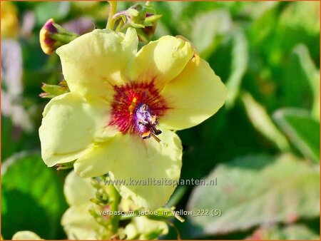 Verbascum &#39;Jackie in Yellow&#39;