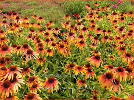 Echinacea purpurea &#39;Fiery Meadow Mama&#39;